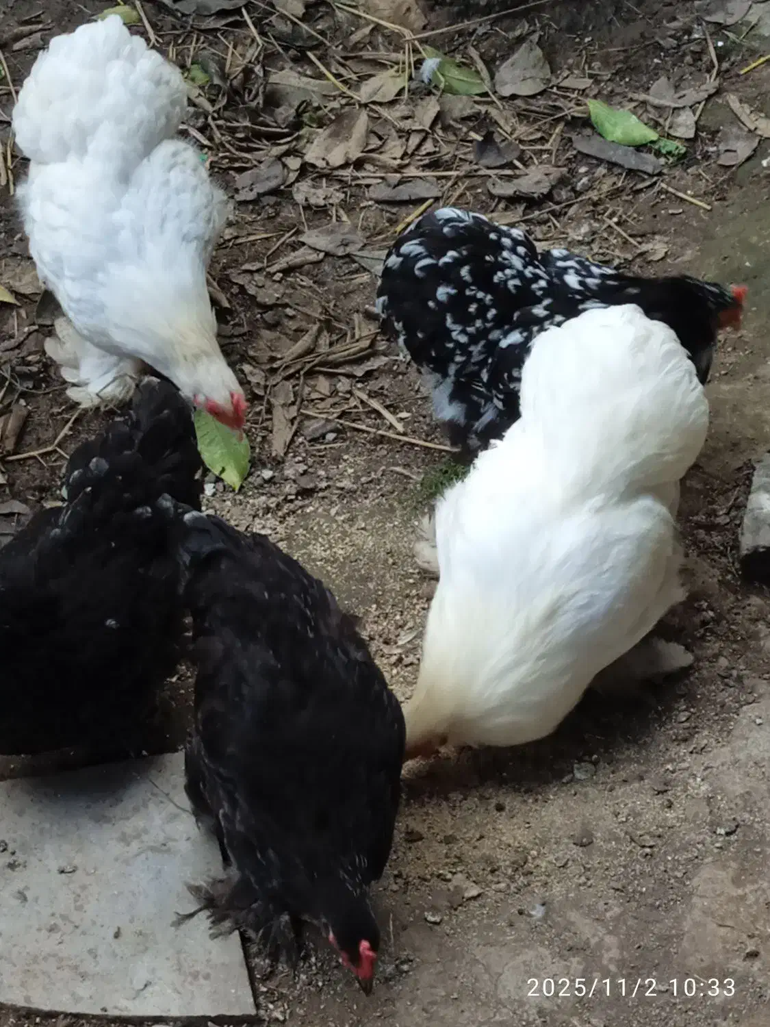 تعدادی مرغ کوشین به علت شلوغی|حیوانات مزرعه|رودبنه, |دیوار