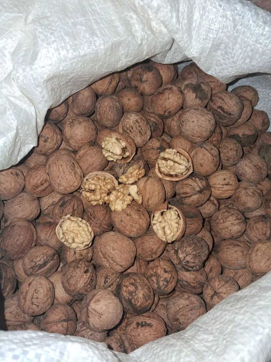 گردو|خوردنی و آشامیدنی|قوچان, |دیوار