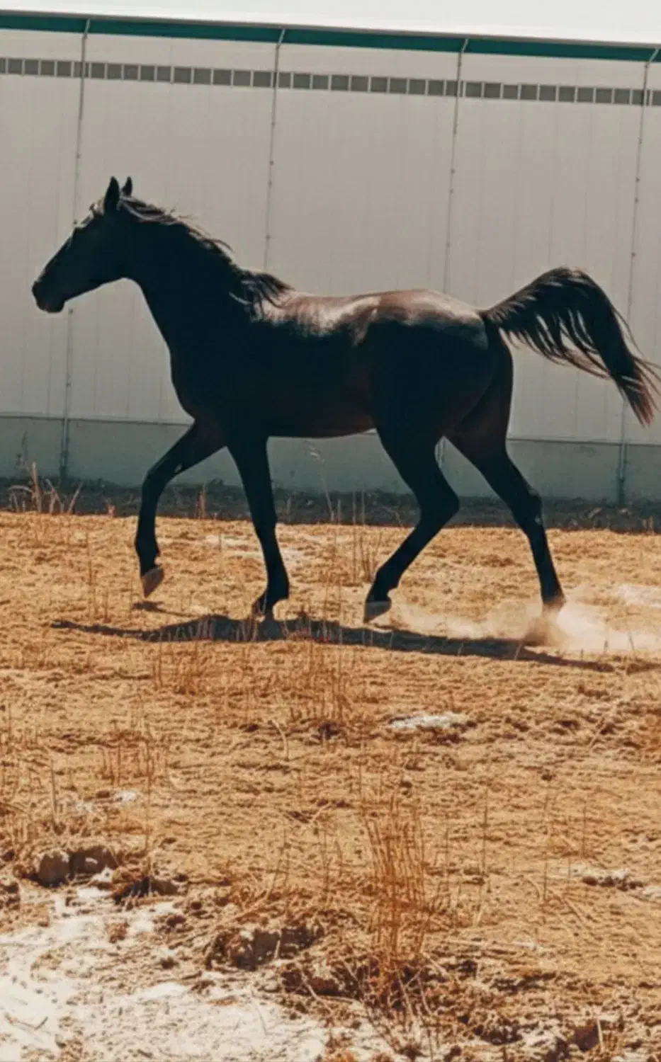 مادیان کرد.   دمگیر|اسب و تجهیزات اسب‌سواری|ملایر, |دیوار