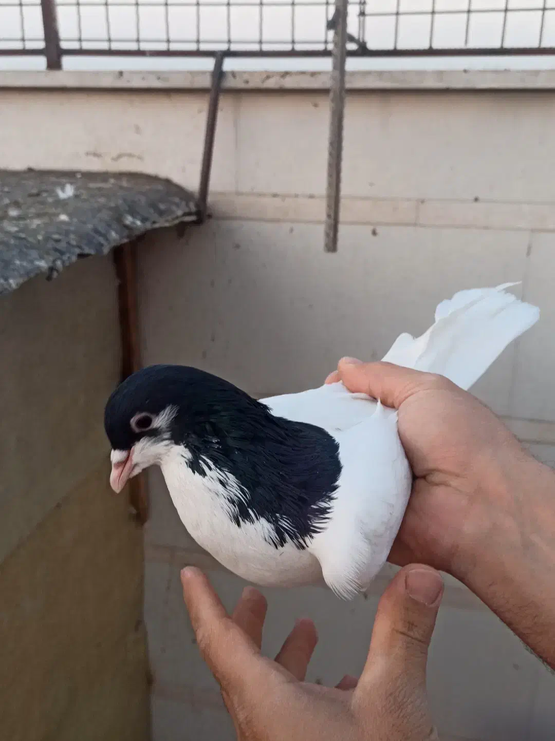 شصتی و چپ|پرنده|محمدیه-قزوین, |دیوار