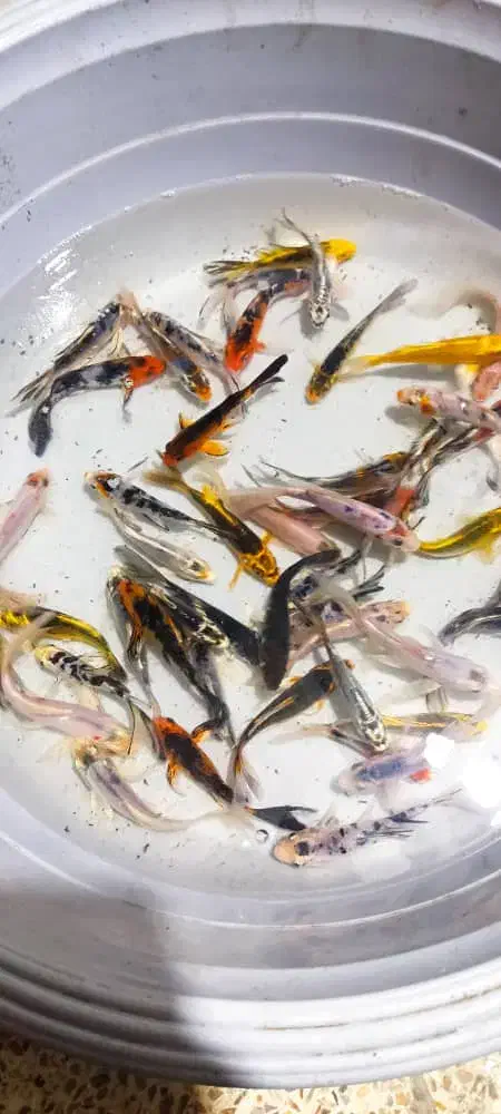 ماهی قرمز|ماهی|چالوس, |دیوار