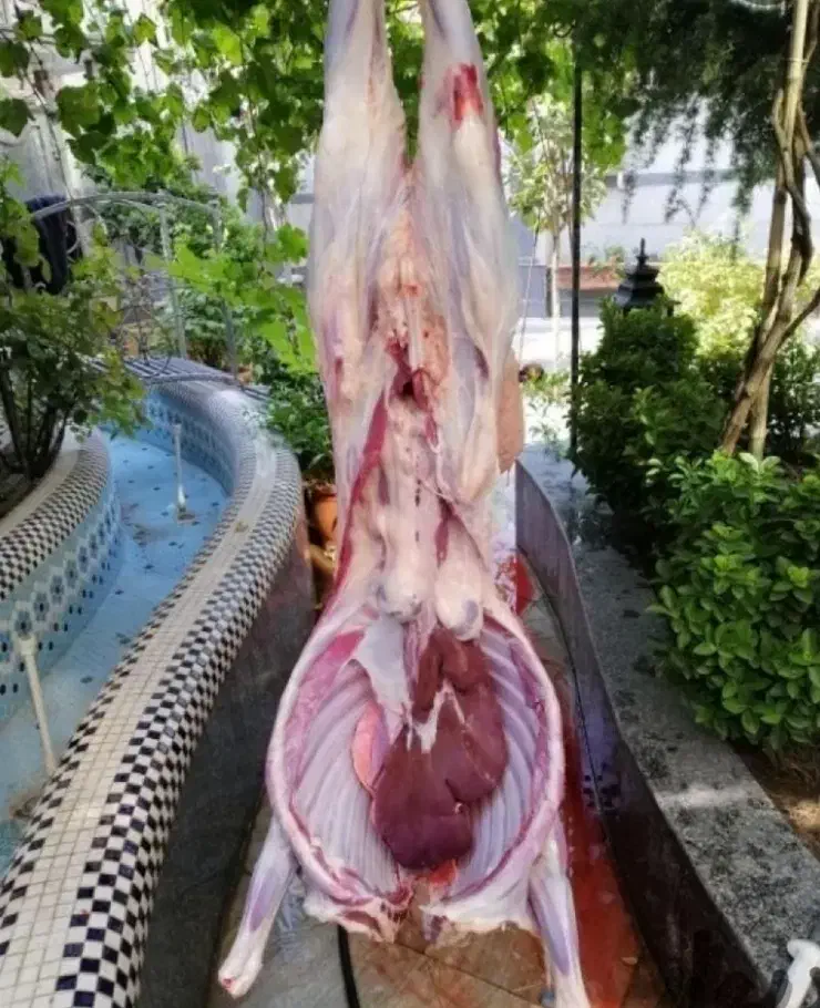 ** گوسفند زنده قلم آبی 100 درصد به شَرِطٌ پخت **|حیوانات مزرعه|مشهد, نوید|دیوار