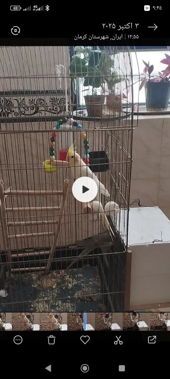 عروس هلندی|پرنده|کرمان, |دیوار