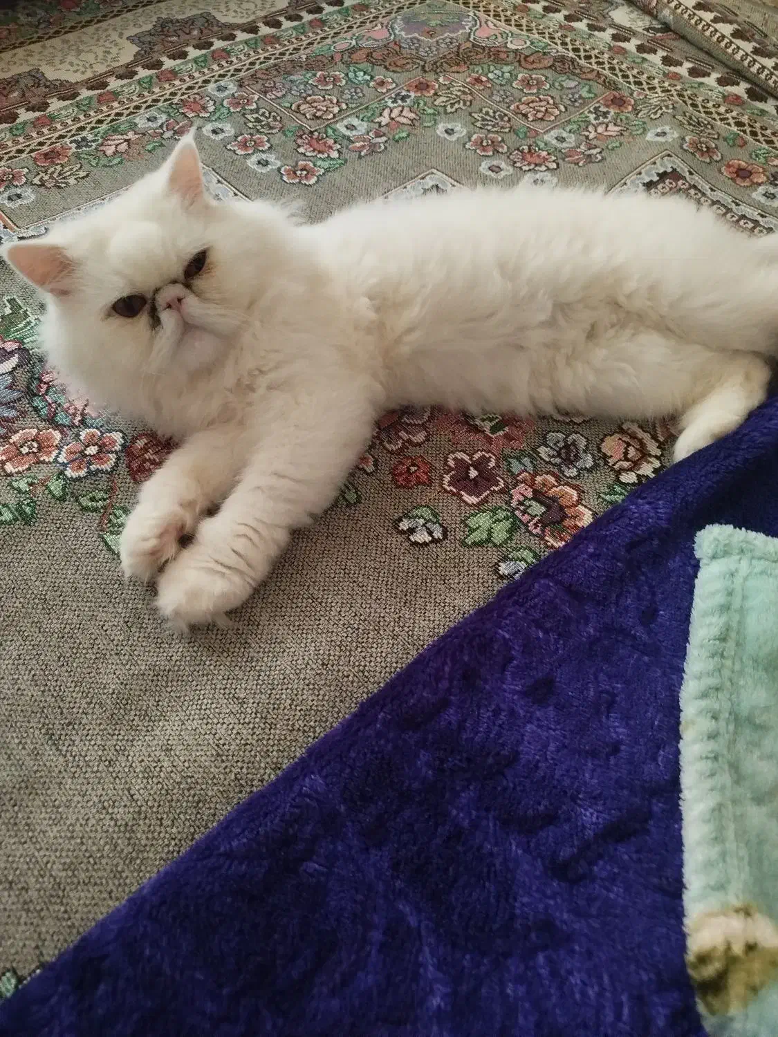 حیوانات|گربه|دلند, |دیوار