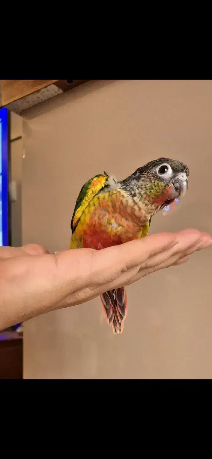 گرینچیک یلوساید|پرنده|تهران, سوهانک|دیوار