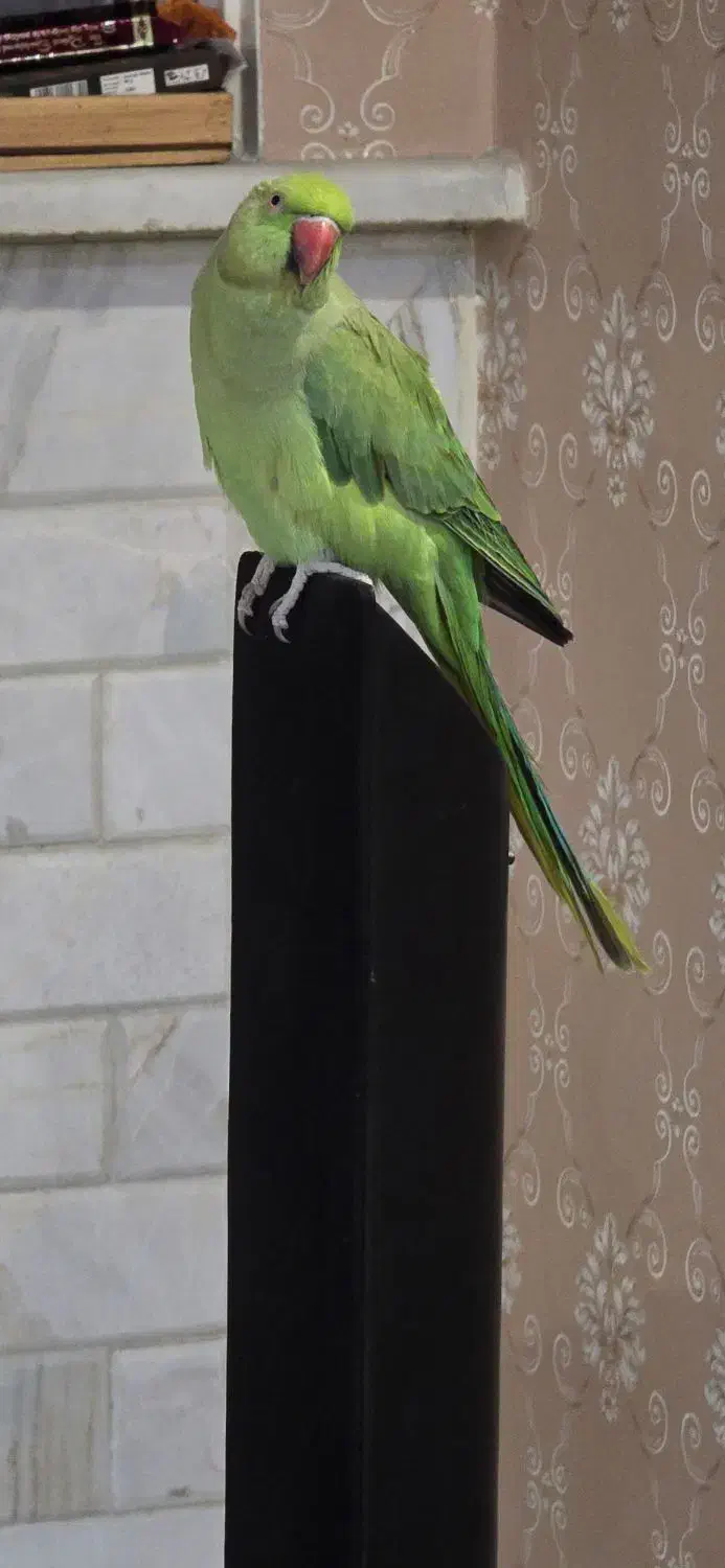 ملنگو ماده اماده جفتگیری|پرنده|تهران, سلسبیل شمالی|دیوار