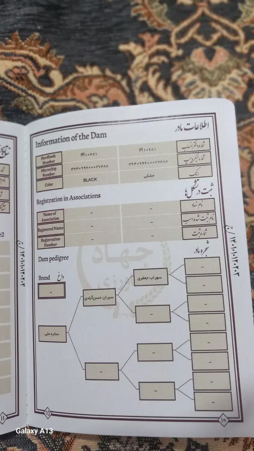 فروش اسب نژاد کرد .از لاین سهراب جعفری  سه ساله|اسب و تجهیزات اسب‌سواری|اسدآباد, |دیوار