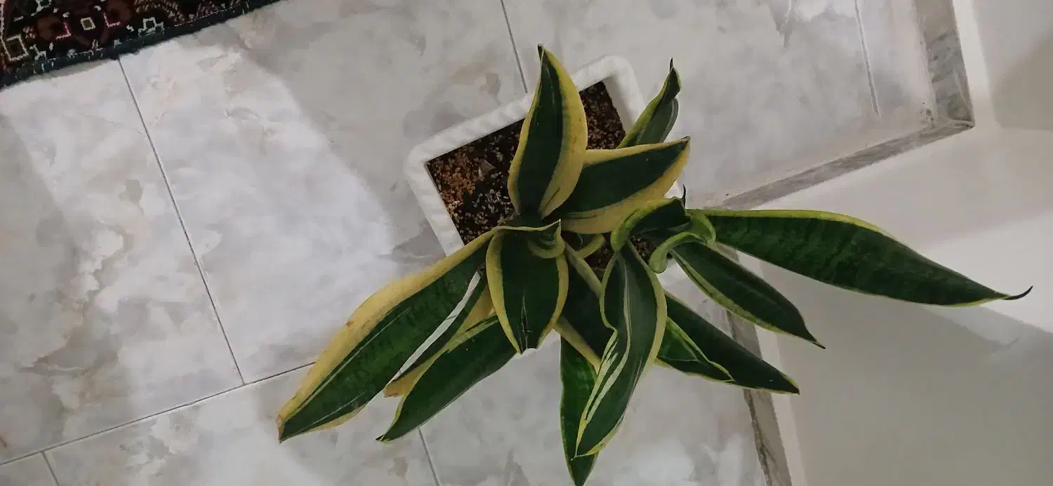 گل اپارتمانی|گل و گیاه طبیعی|فردیس, شهرک ارم|دیوار