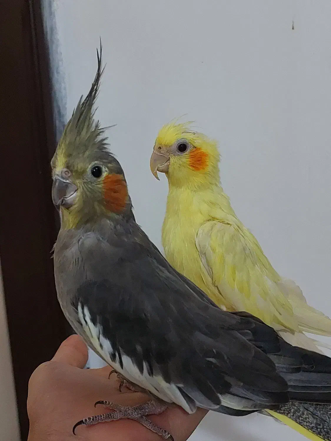 طوطی عروس جفت و مولد و سخنگو|پرنده|سنندج, |دیوار