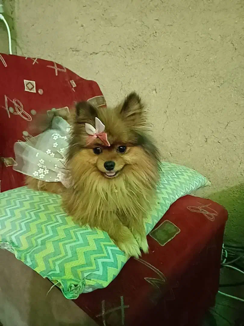 سگ پامر خرسی نر|سگ|خمینی‌شهر, |دیوار