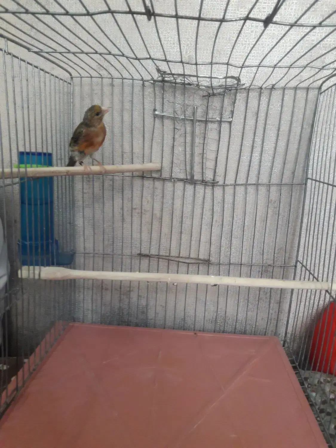 جوجه سره قناری چهار ماه معاوضه باطوطی گلدین قناری|پرنده|تهران, توحید|دیوار