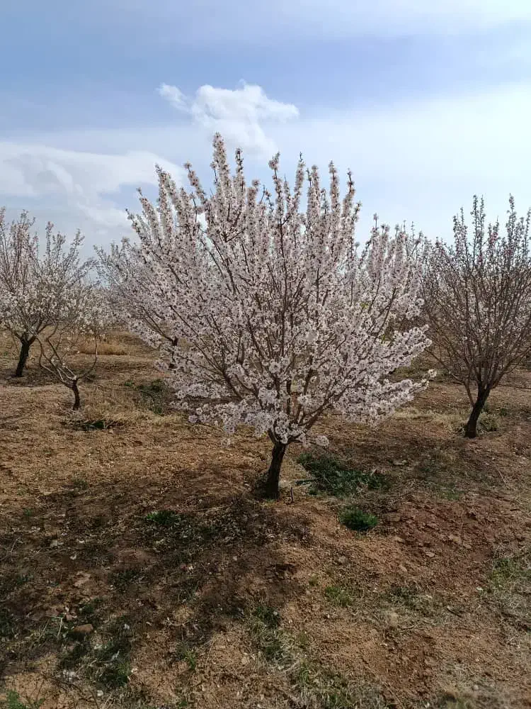 معاوضه اوره با پتاس|خدمات باغبانی و درختکاری|شهرکرد, |دیوار