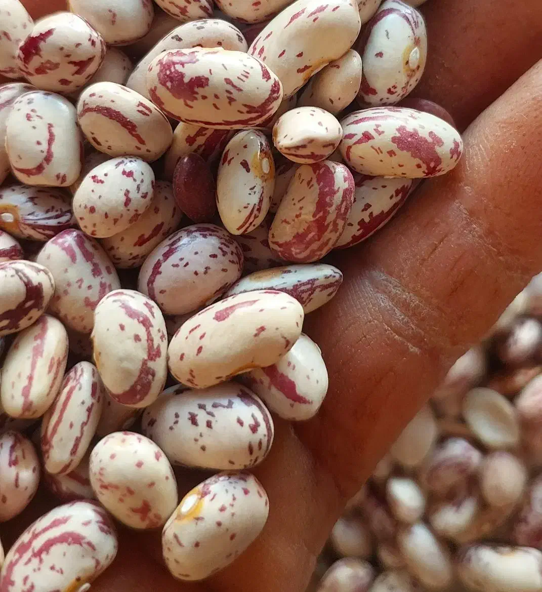 لوبیا چیتی نمونه|خوردنی و آشامیدنی|فارسان, |دیوار