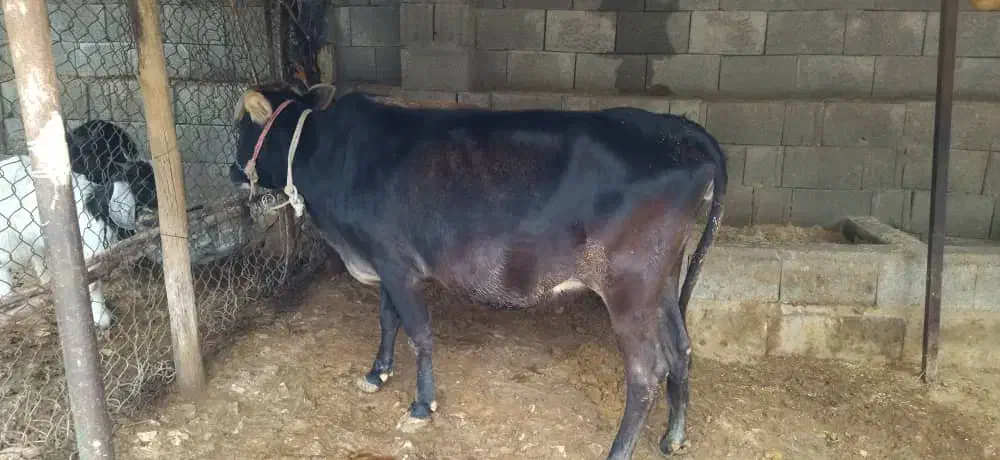 گاو|حیوانات مزرعه|شنبه و طسوج, |دیوار