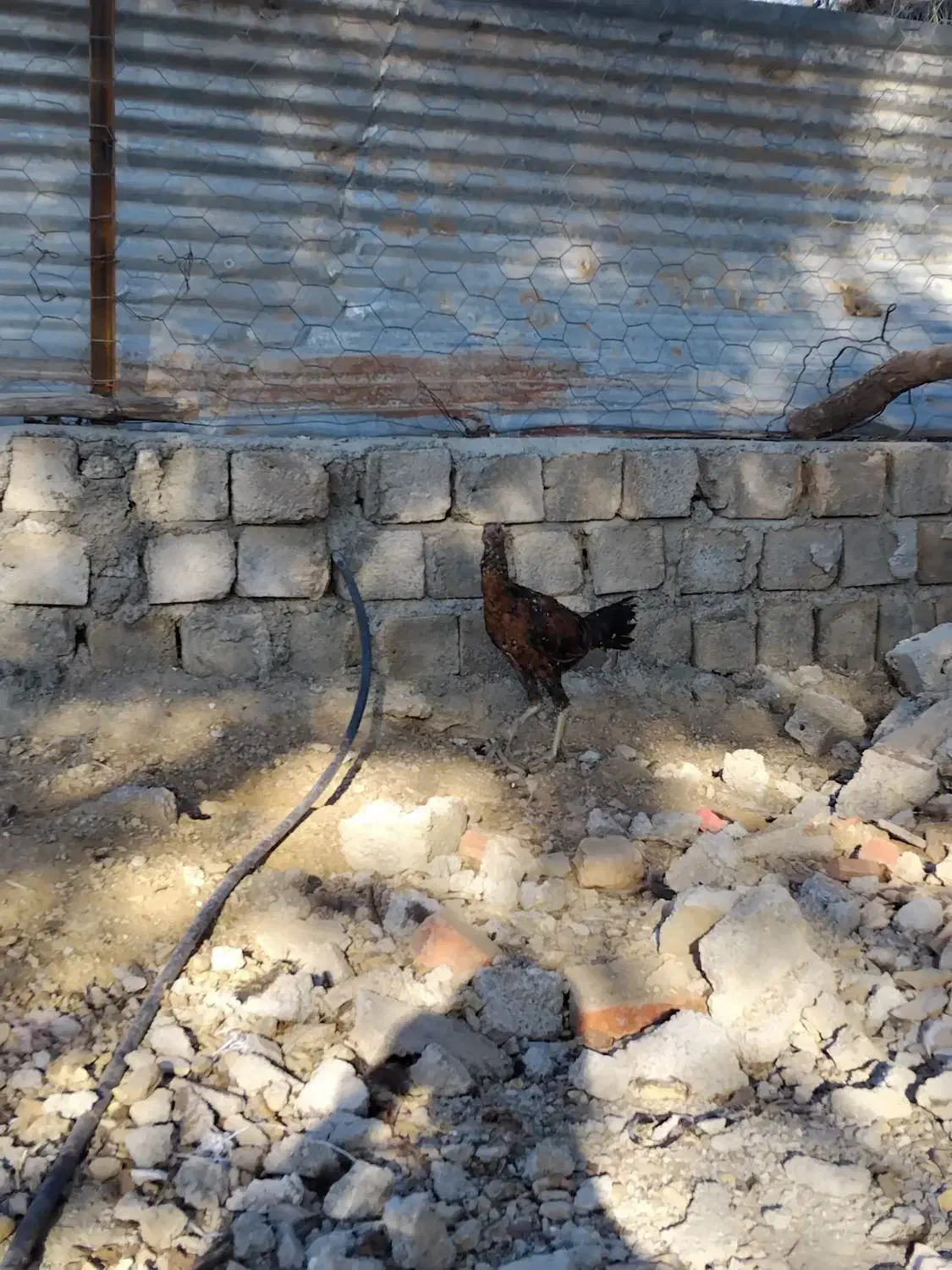 فروش جوجه لاری|حیوانات مزرعه|مریوان, |دیوار