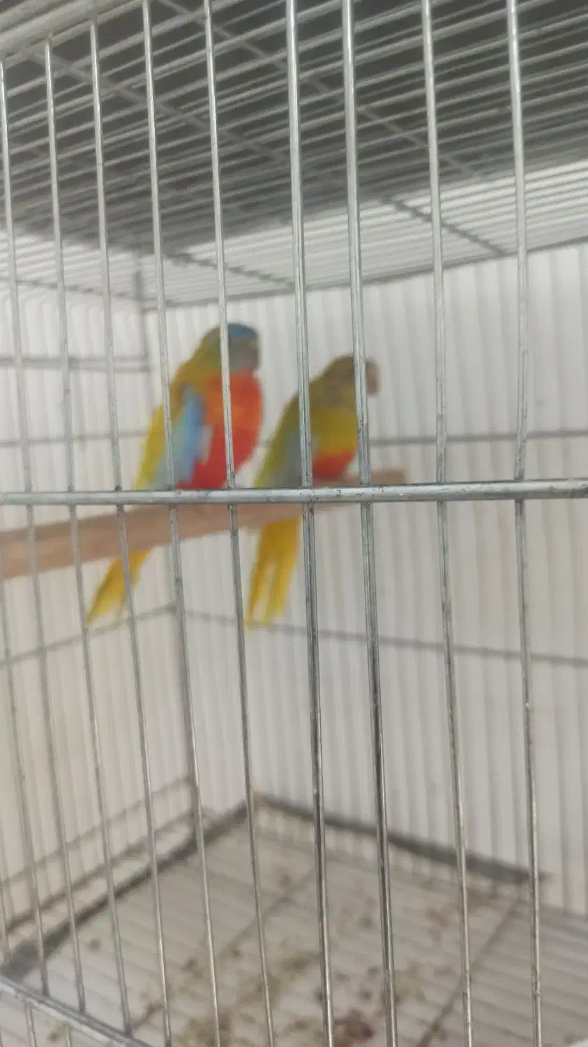 نئوفما تعویض با فنچ طوطی وارگلو بریده سفیدالماسی|پرنده|جوادآباد, |دیوار