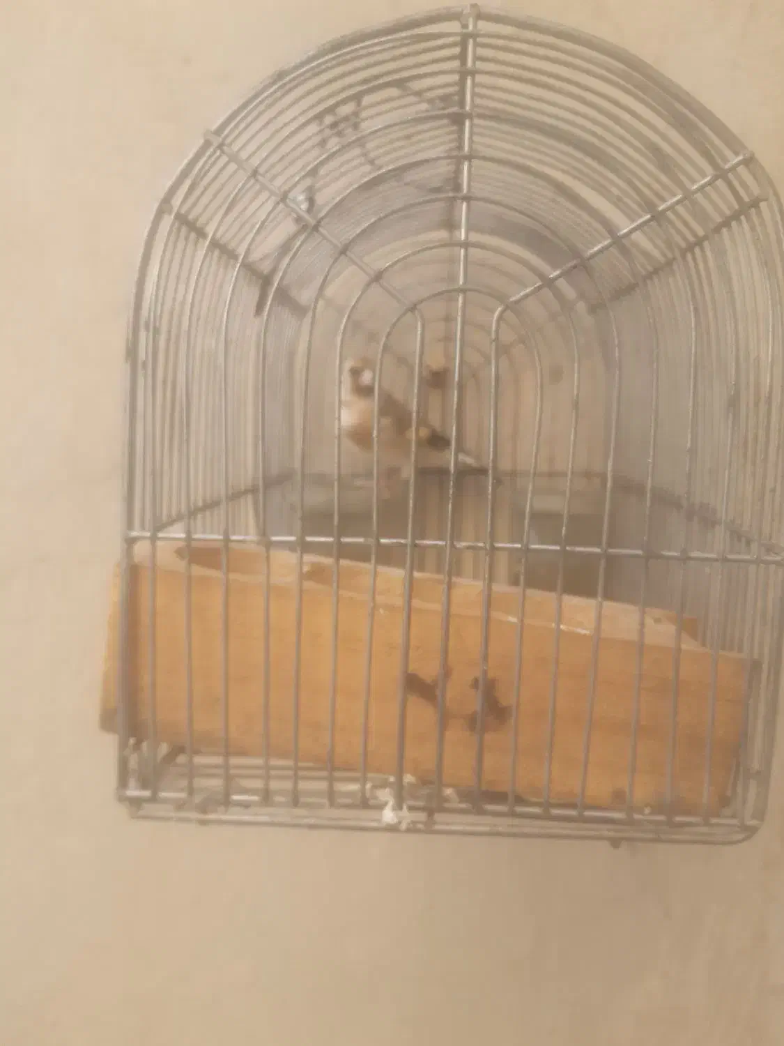 سهره فروش یامعاوضه|پرنده|شیراز, کرونی(خاتونک)|دیوار