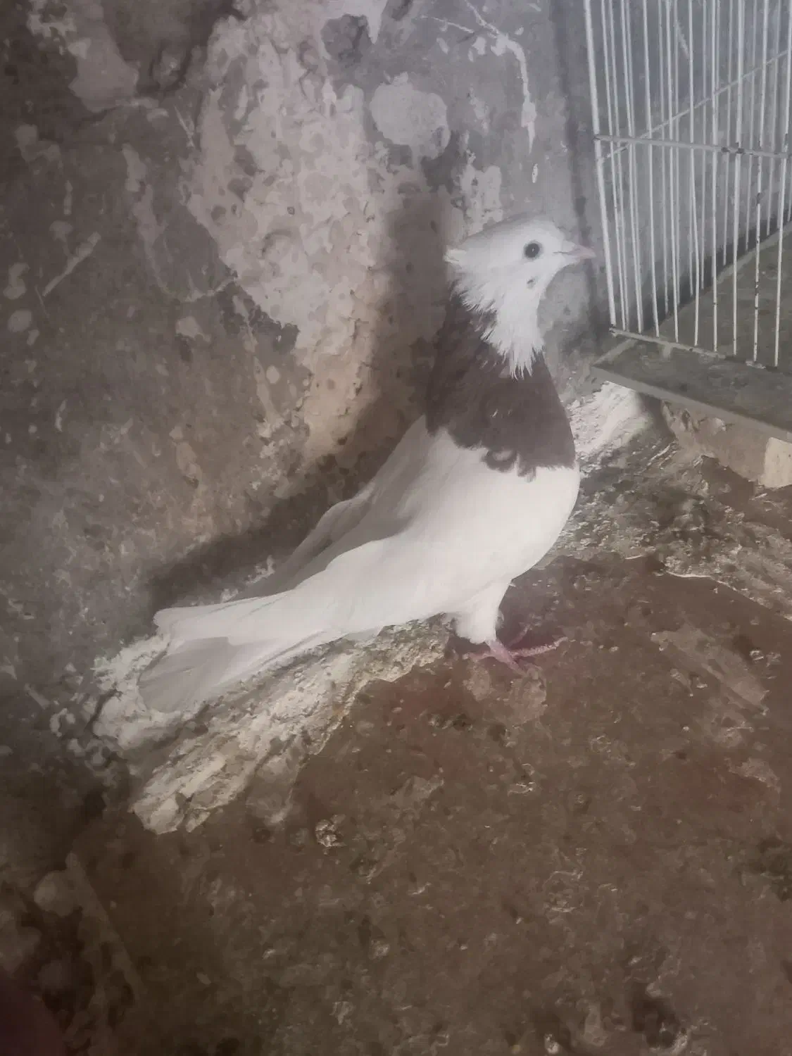 کفتر دو عدد|پرنده|تربتحیدریه, حسنی بالا|دیوار