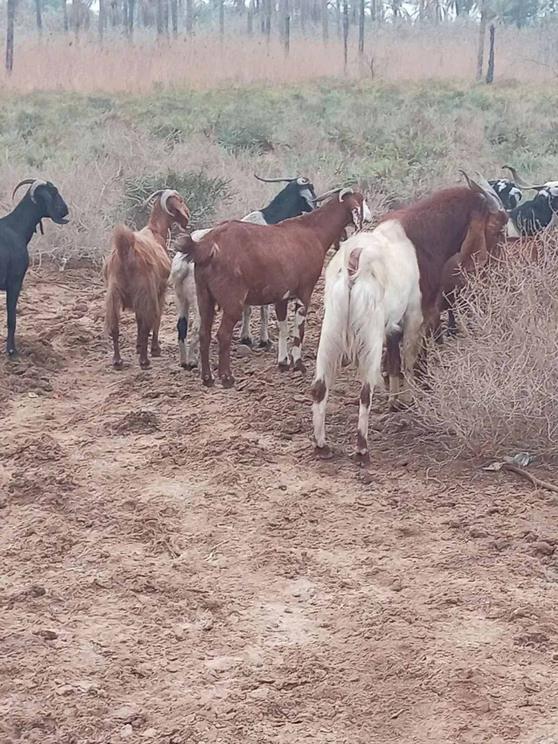 بزهای 50 راس 30 راس نر درجه یک|حیوانات مزرعه|خرمشهر, |دیوار