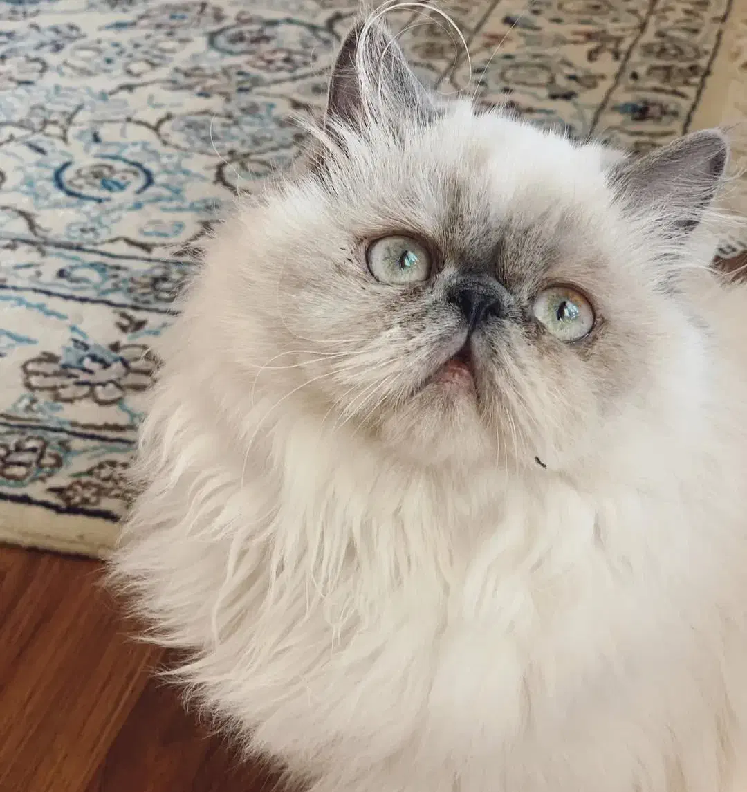 گربه پرشین هیمالین|گربه|بابل, |دیوار