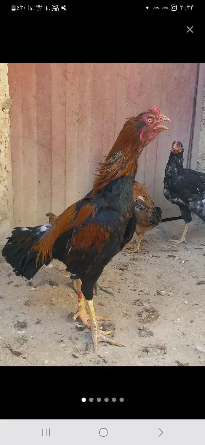 فروش مرغ و خروس لاری یا معاوضه با مرغ گلین|حیوانات مزرعه|سیمکان, |دیوار