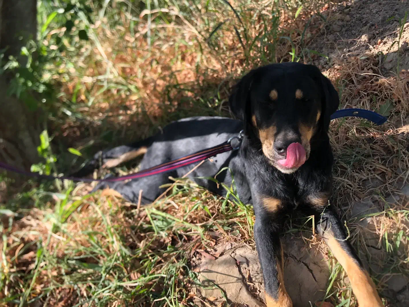 سگ نگهبان|سگ|وحیدیه, |دیوار