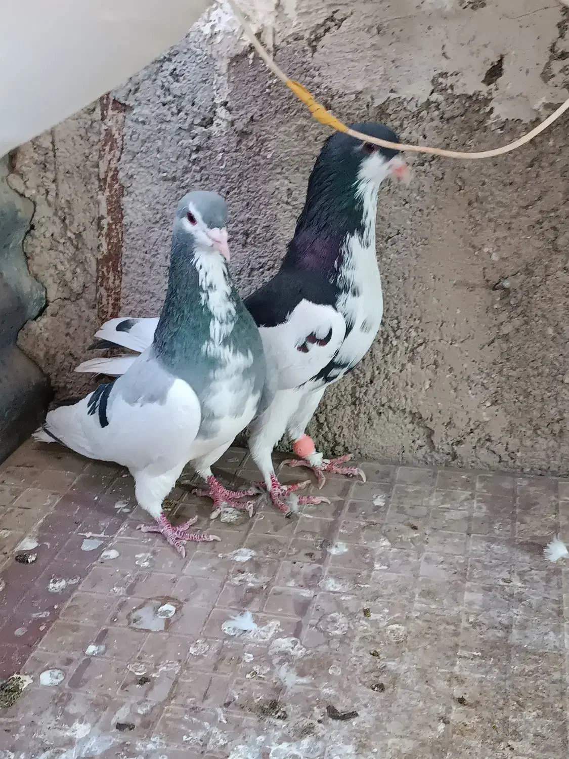 کفتر پرشی|پرنده|شیراز, ارم|دیوار