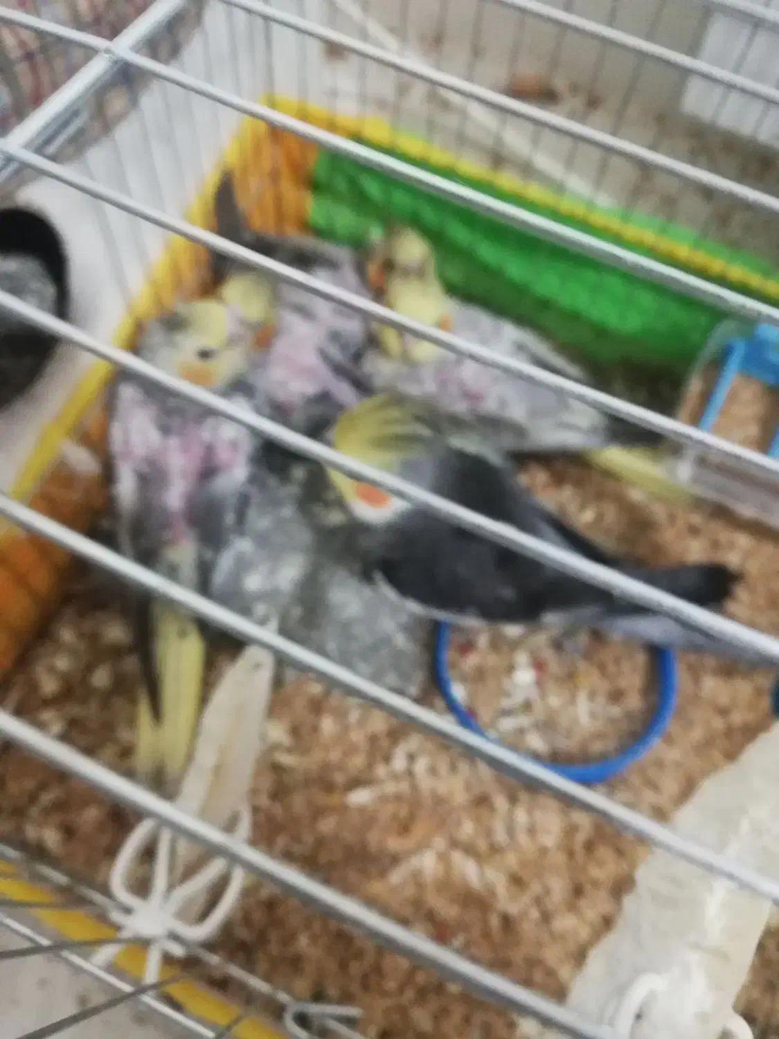 فروش جوجه عروس هلندی 1ماهه کاملا تربیت شده|پرنده|بجنورد, |دیوار