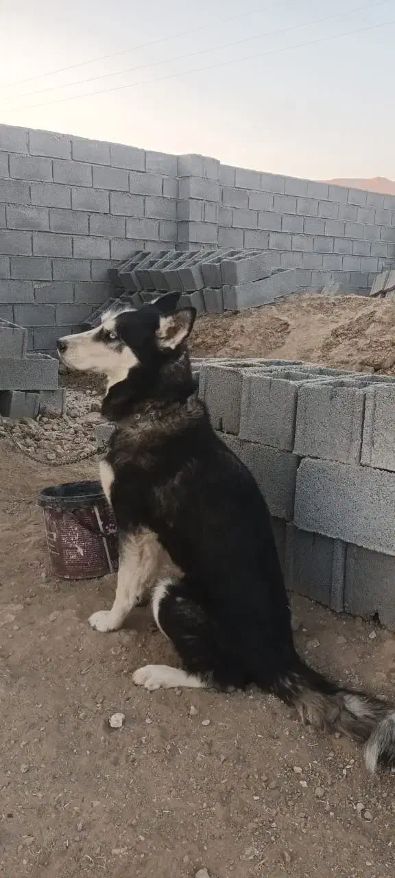 هاسکی|سگ|شیراز, داریون|دیوار