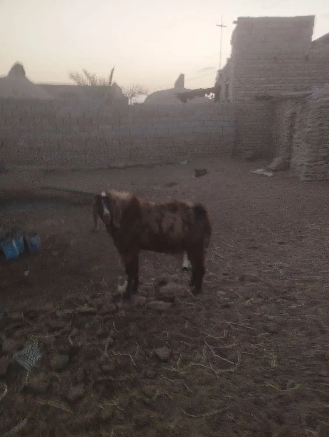 یک عدد تکشاد پاکستانی بفروش میرسد|حیوانات مزرعه|جزنیک, |دیوار