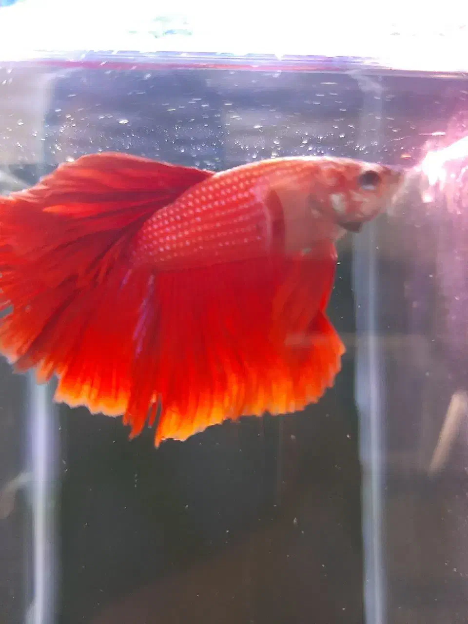 آکواریوم اورین|ماهی|خوی, |دیوار