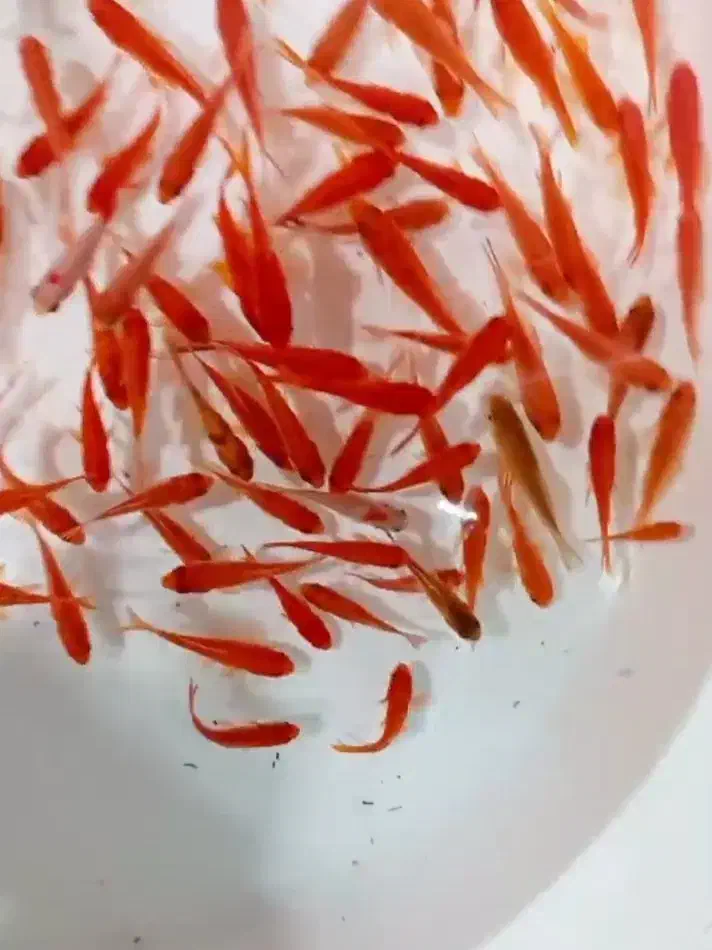 ماهی ریز|ماهی|شاهرود, |دیوار