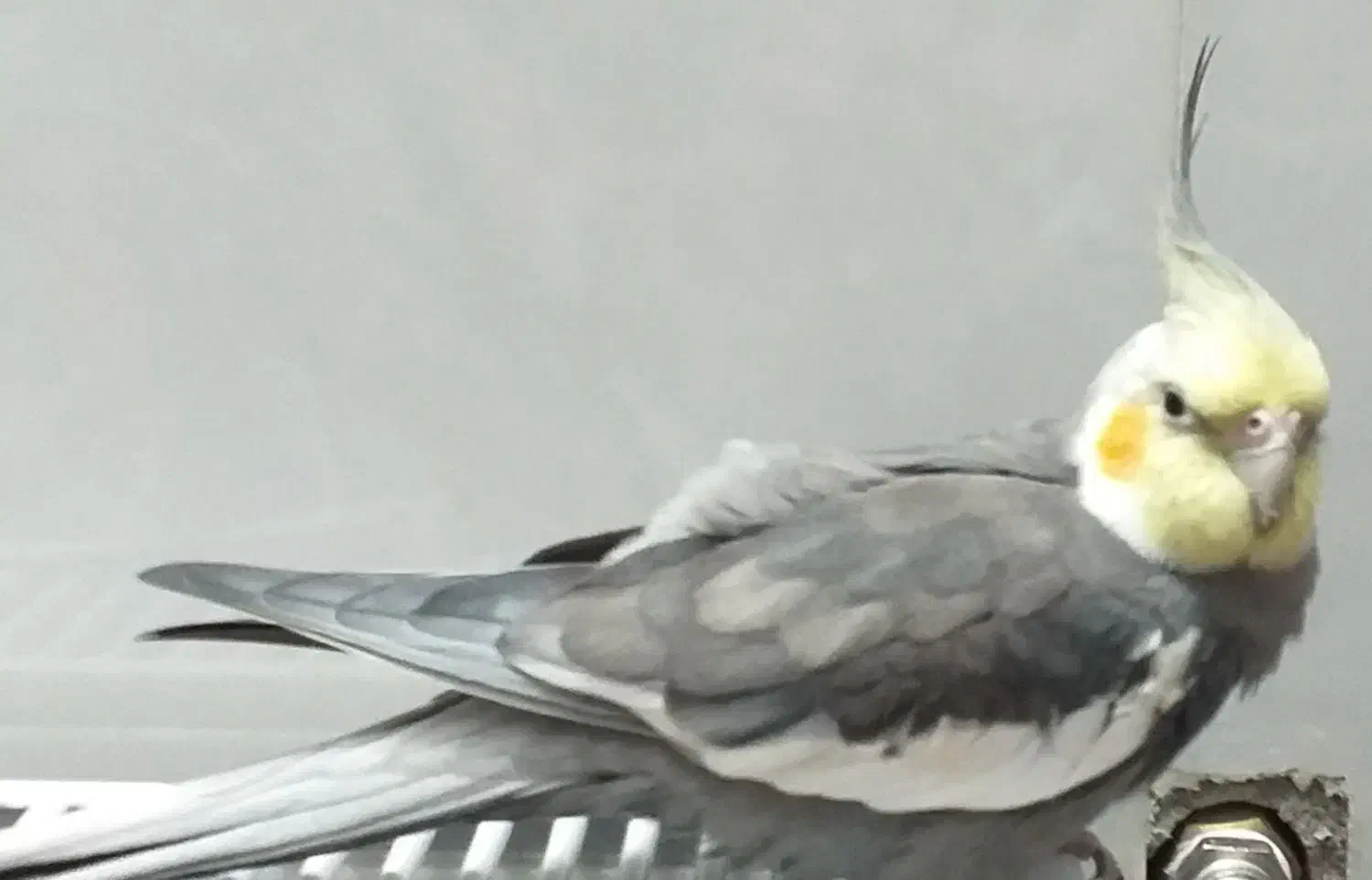 عروس هلندی گمشده|حیوانات|یزد, |دیوار