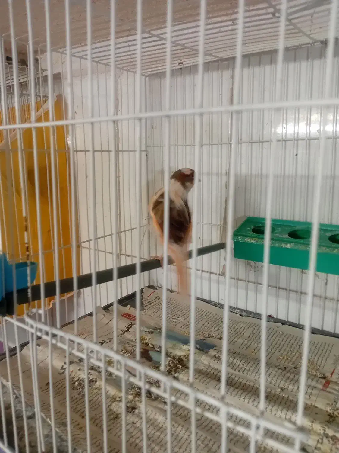 قناری ابلغ سرخ ماده سوپر|پرنده|تربت‌حیدریه, فردوسی جنوبی|دیوار