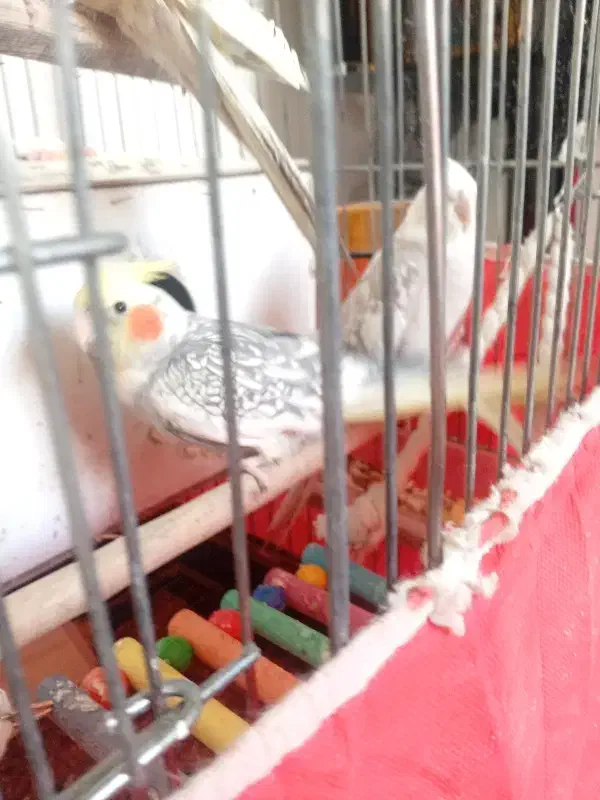 دو عدد عروس هلندی سالم|پرنده|کرمانشاه, |دیوار