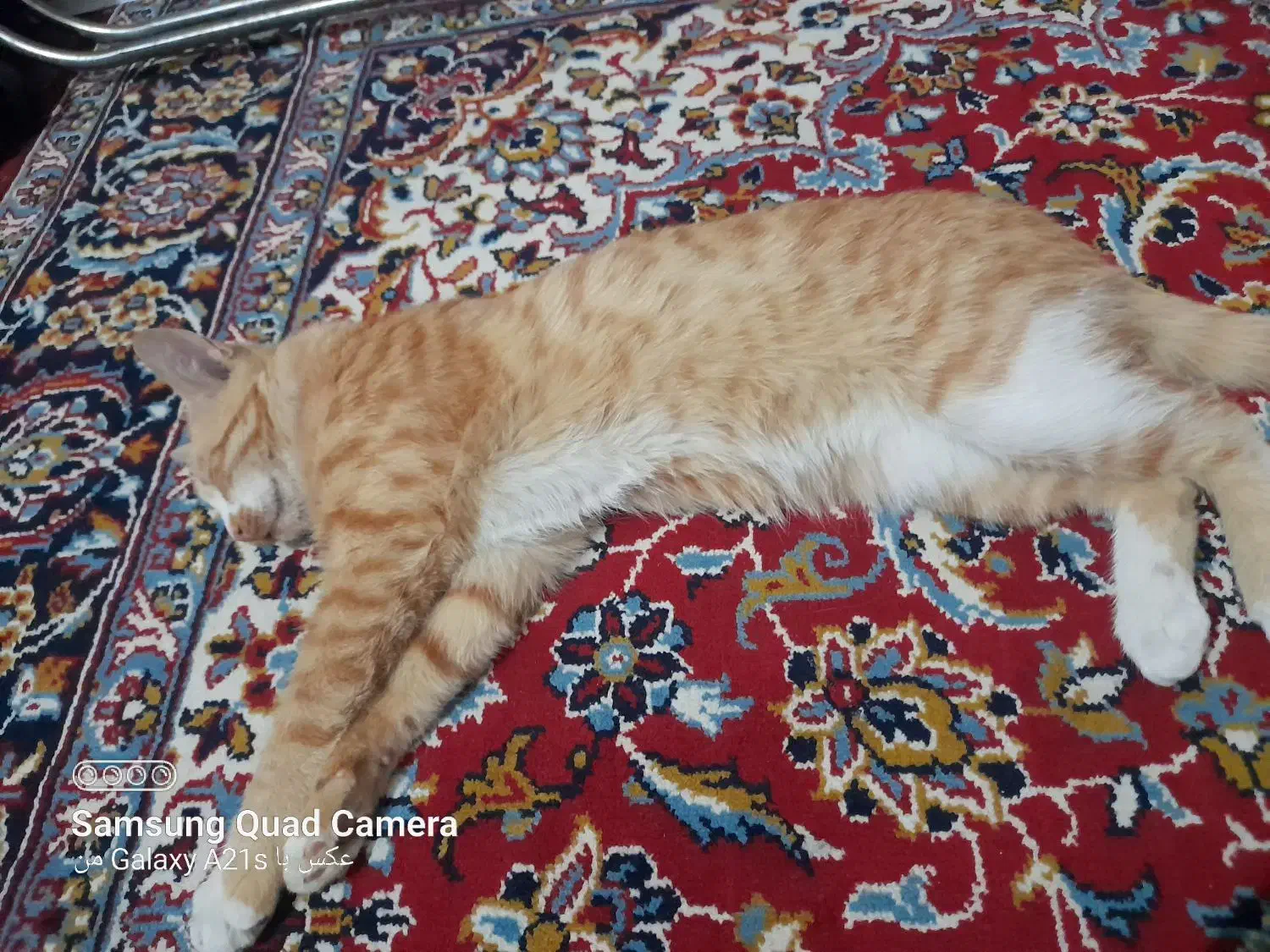 گربه پیدا شده|گربه|اصفهان, رحیم‌آباد|دیوار