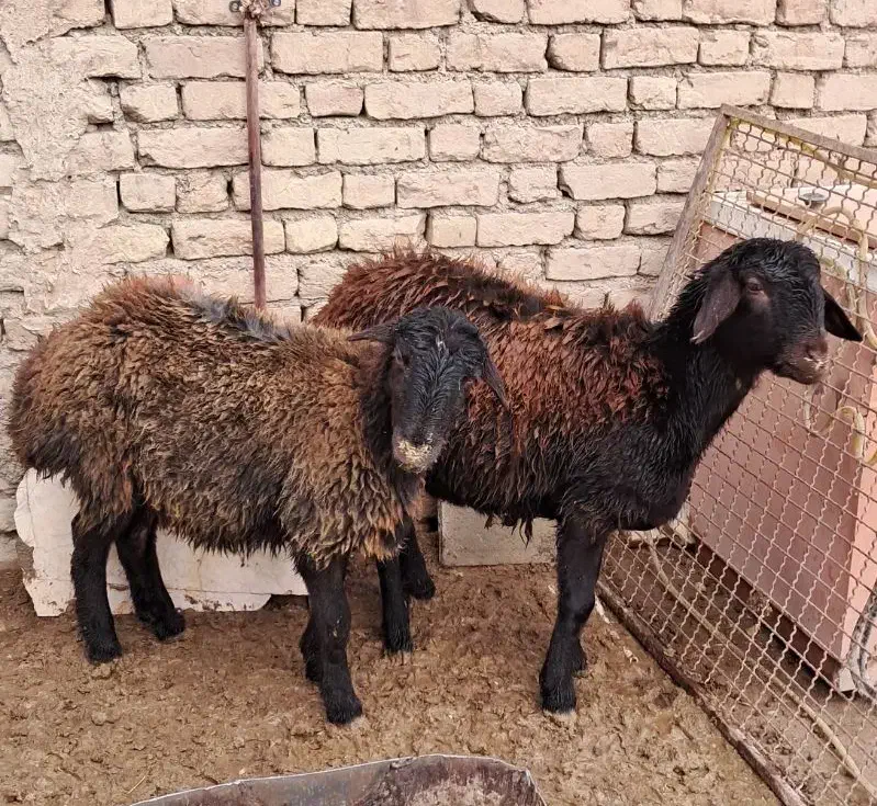 بره ماده افشار|حیوانات مزرعه|فیروزه, |دیوار