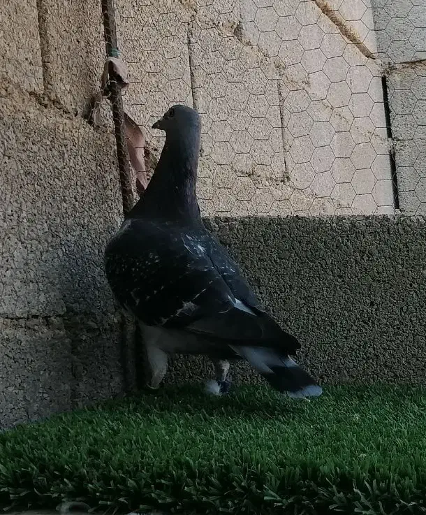 چاپی مسافت بلند|پرنده|برازجان, |دیوار