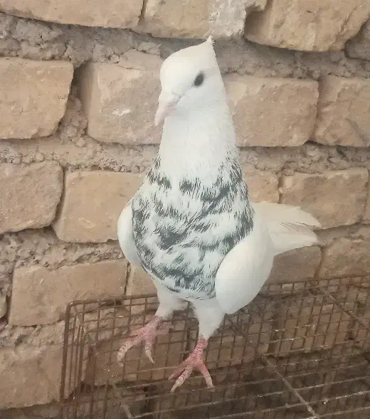 طوقی زرین|پرنده|زارچ, |دیوار