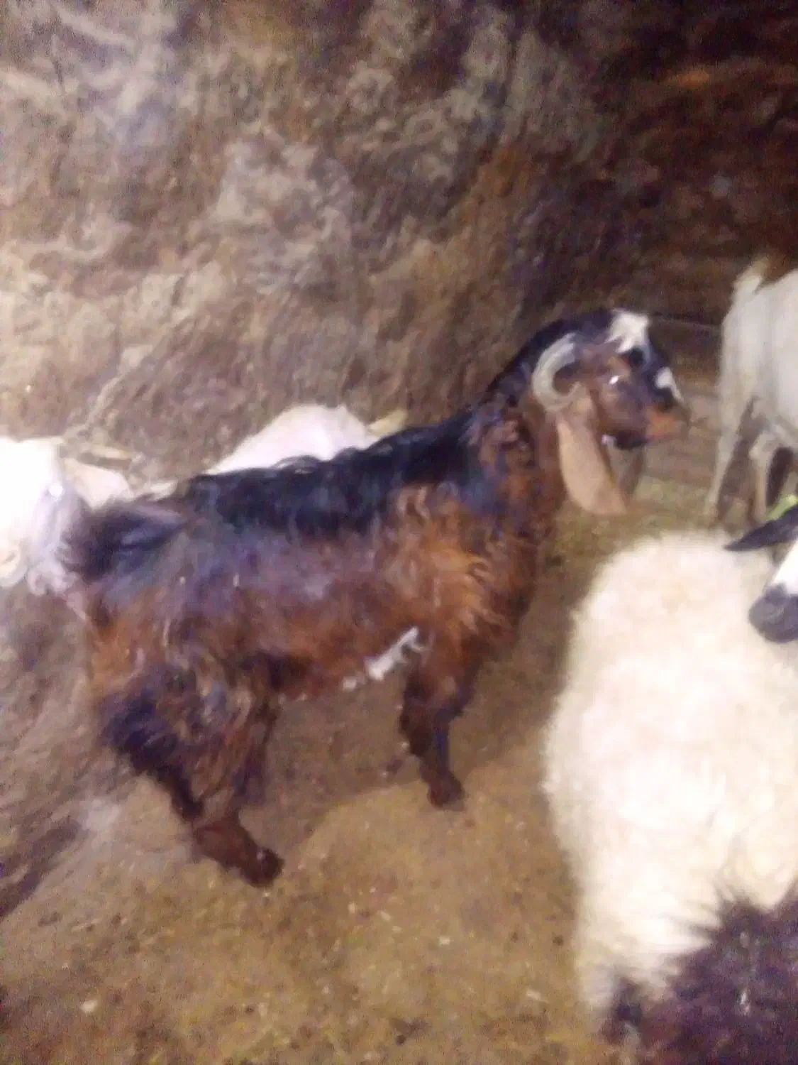 حچه نژادخارجی|حیوانات مزرعه|سروآباد, |دیوار