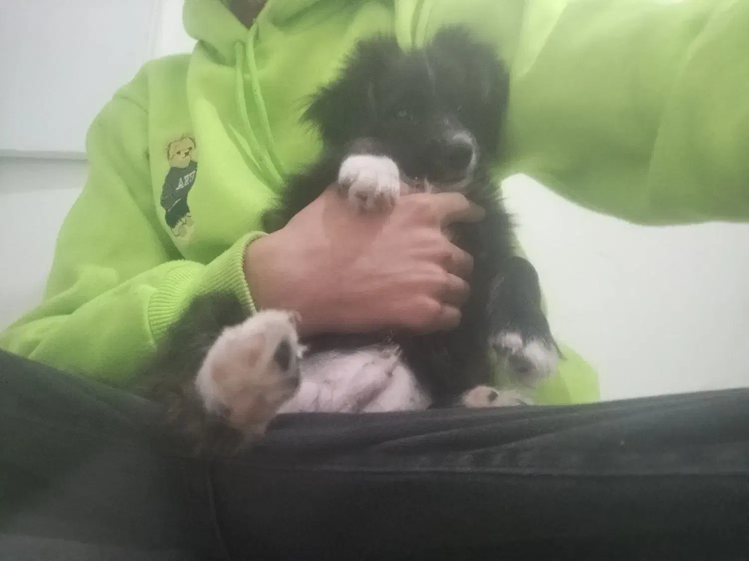 سگ پامر اشپیتز (شادو)|سگ|رشت, استقامت ۲|دیوار