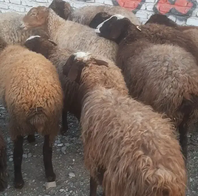 میش بره دار و آبستن|حیوانات مزرعه|جوادآباد, |دیوار