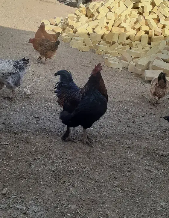 خروس|حیوانات مزرعه|بزینه رود, |دیوار