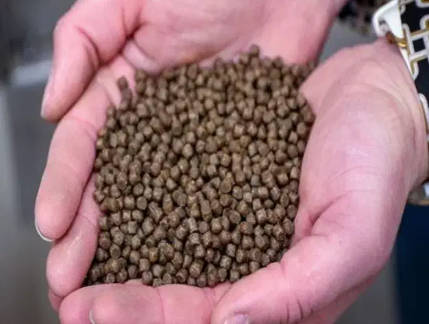 غذای ماهی کپور|ماهی|یزد, |دیوار