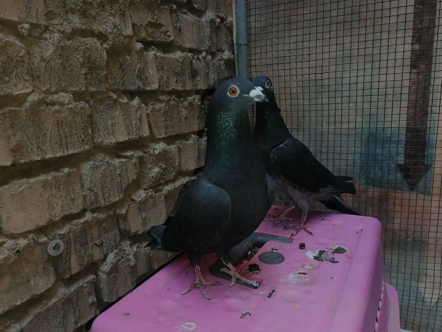 کبوتر چاپی و زاغ|پرنده|اهواز, گلستان|دیوار