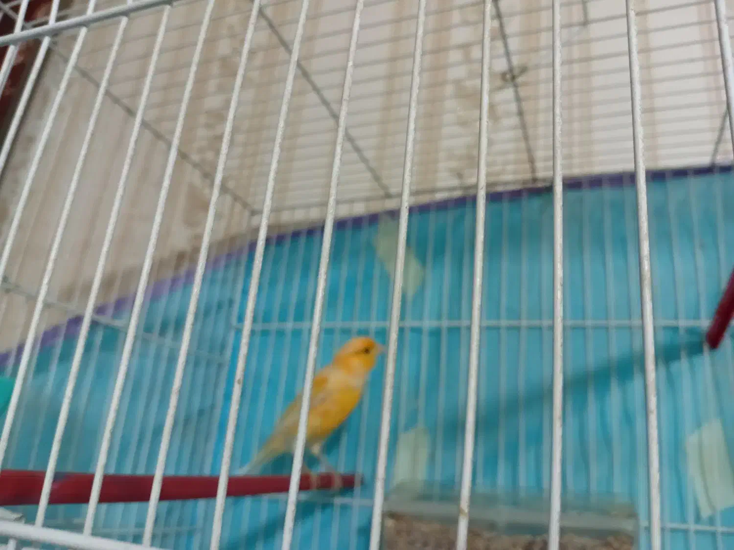 قناری نر پرتقالی و سبز دارچینی|پرنده|تربتحیدریه, بالا ولایت|دیوار