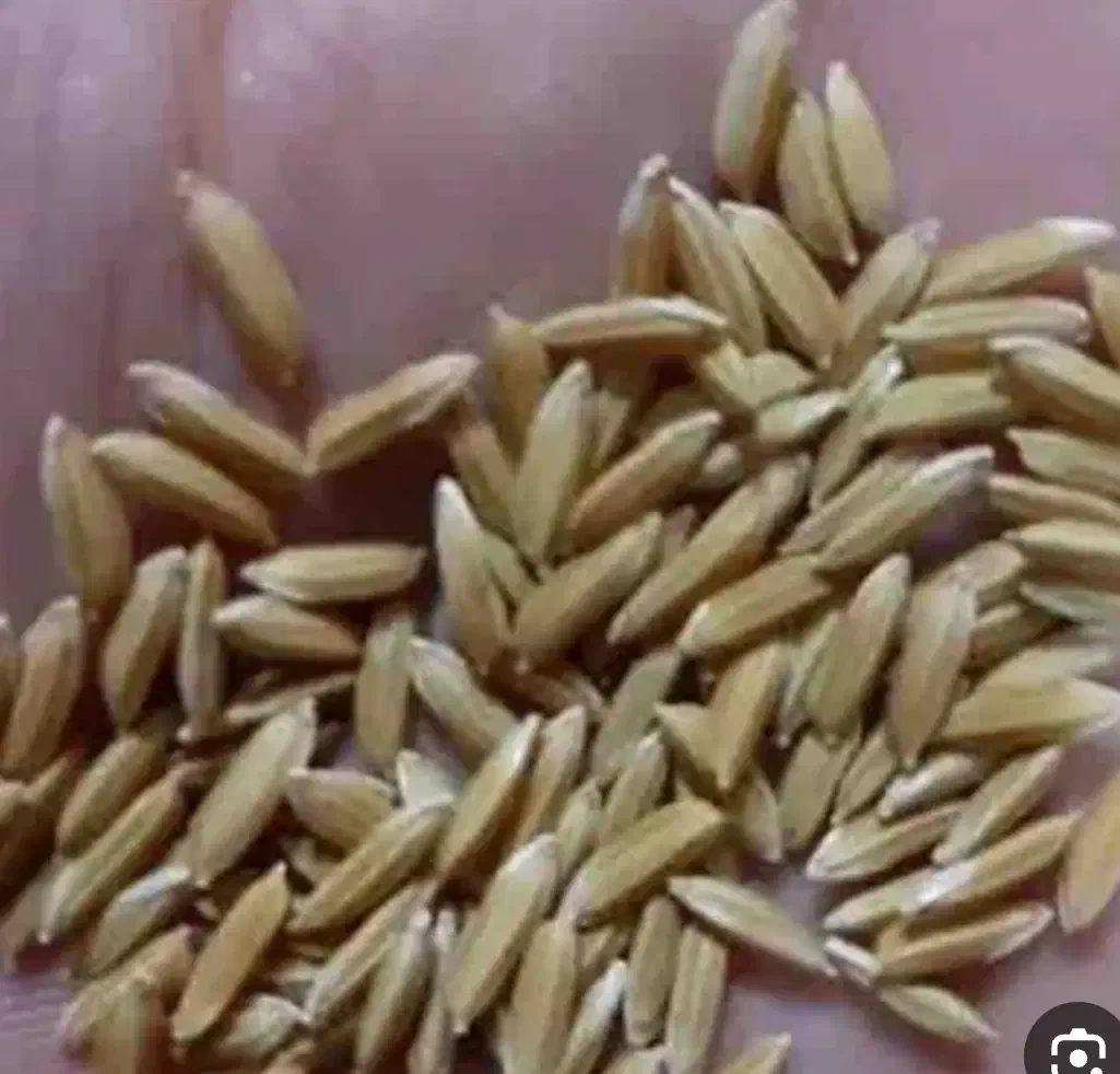 فروش چلتیک|خدمات باغبانی و درختکاری|سیدان, |دیوار