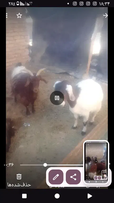 حیوانات مزرعه|حیوانات مزرعه|سلامی, |دیوار