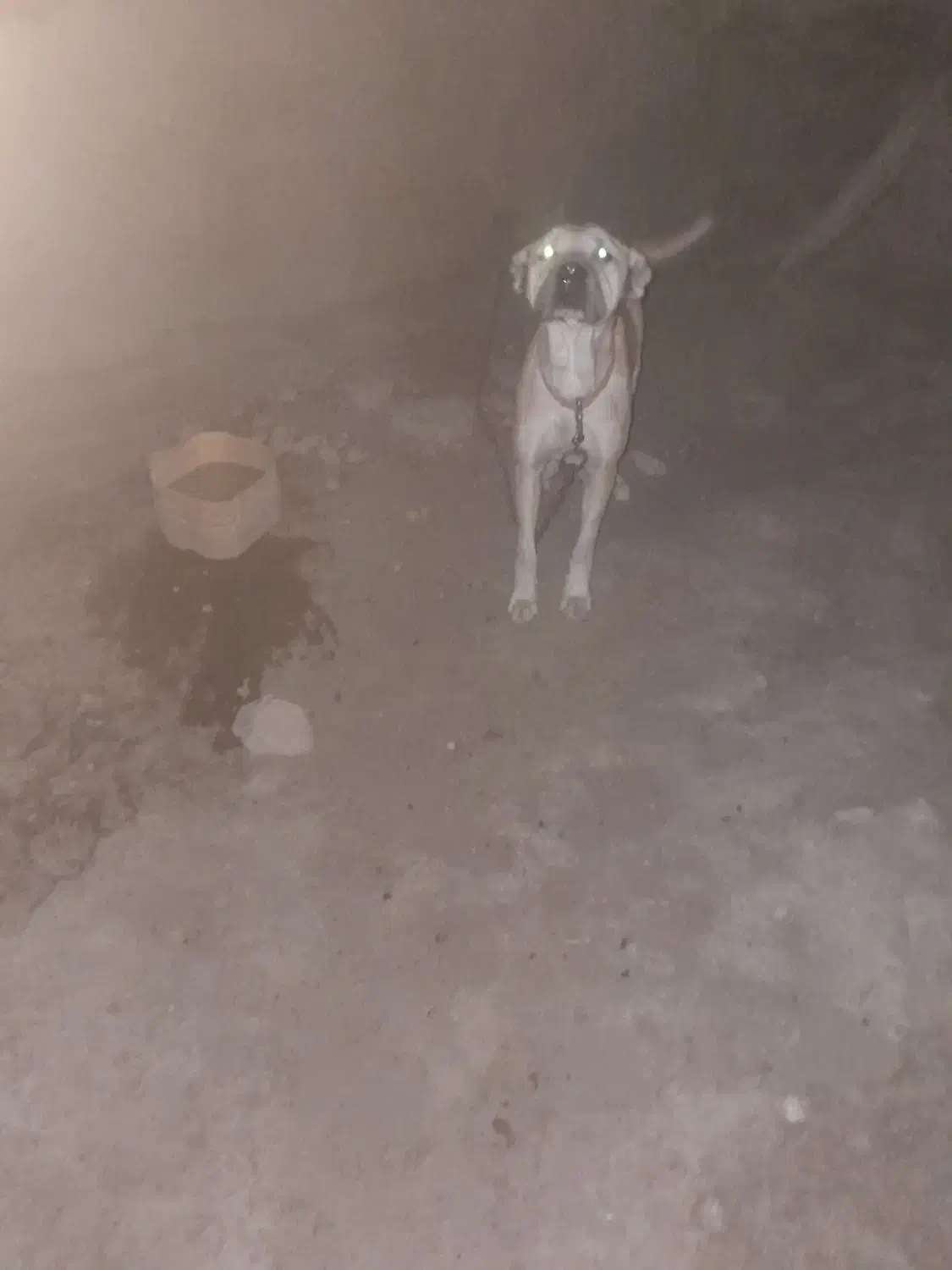 سگ سرابی|سگ|شیرینسو, |دیوار