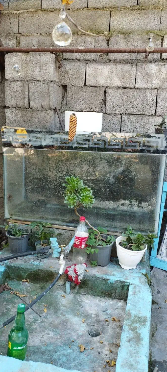 آکواریوم|ماهی|چالوس, |دیوار